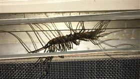 蚰蜒（圖／翻攝自臉書爆料公社）