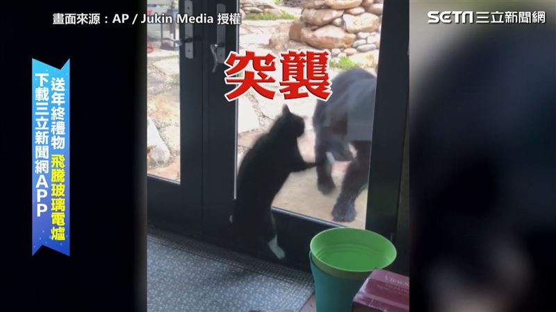 喵皇霸氣喵喵拳送客　小熊慘吃閉門羹