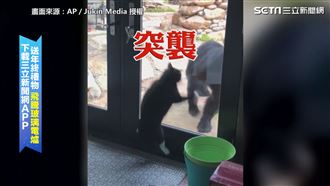 喵皇霸氣喵喵拳送客　小熊慘吃閉門羹