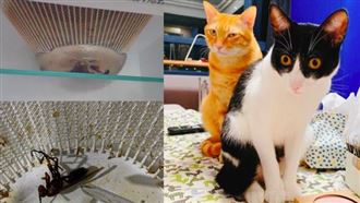 排油煙機狂噴蜜蜂　屋主貓咪很毋湯