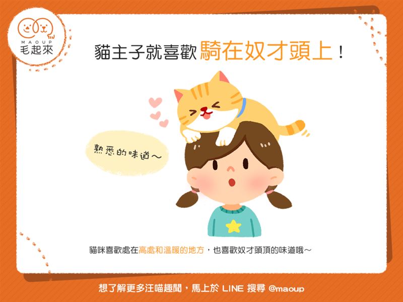 貓貓為什麼老是喜歡騎在我頭上？！