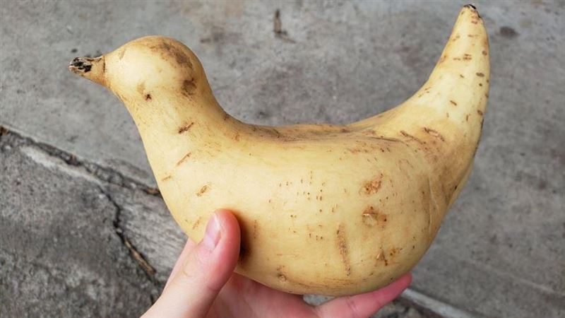 大根逃跑中進階版→肌肉棒子鳥鳥芋薯