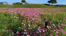 台中后里環保公園波斯菊花海綻放