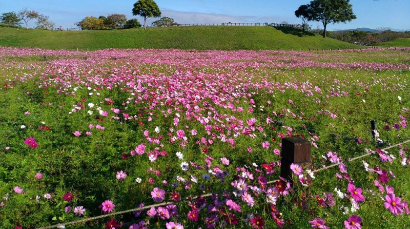 台中后里波斯菊花海浪漫登場！