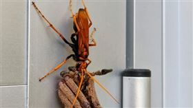 蛛蜂,獵人蛛,澳洲,雪梨（圖／翻攝自reddit）