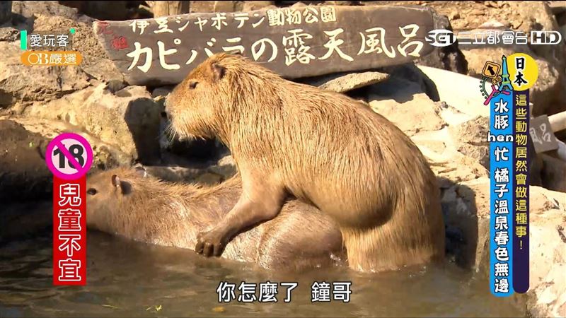 令人意想不到　這些動物居然會這樣做