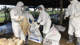 嘉義縣種鵝場染禽流感　縣府派員完成撲殺嘉義縣太保市一處種鵝場確診感染H5亞型高病原性家禽流行性感冒，縣府20日派員前往完成1862隻種鵝撲殺作業。（嘉義縣政府提供）中央社記者蔡智明傳真　108年12月20日