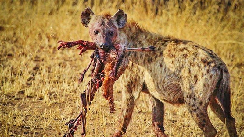 牠的綽號是「掏肛獸」　成群獵殺獅子