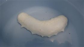 日本,漁民,白海參,水族館。(圖/翻攝自志摩マリンランド(公式)推特)