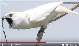 巴西,白鐘鳥,叫聲,分貝。（圖／翻攝自Amaze Lab youtube）