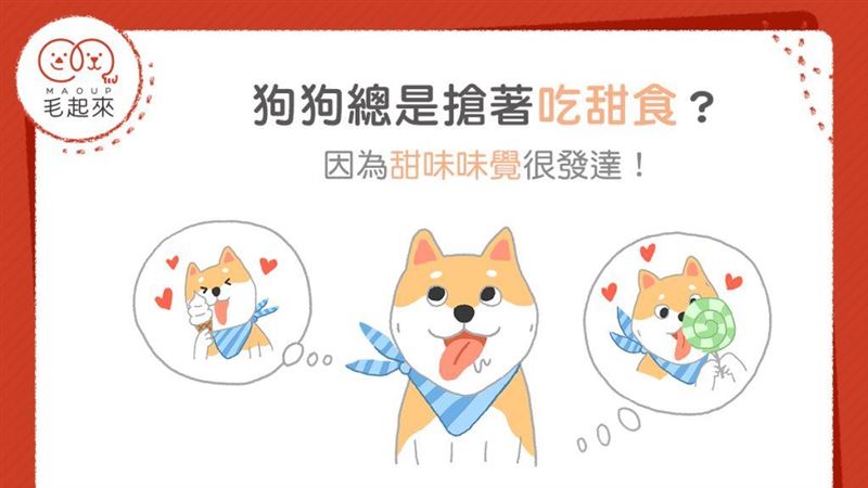 狗狗搶著吃甜食？因為甜味味覺很發達