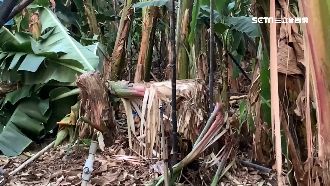 「黑熊」出沒搞破壞？香蕉樹遭抓爛！