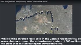 「當代生物學」（Current Biology）期刊研究報告指出，科學家在紐約州發現可能是全球最古老森林，可能蘊藏著森林與氣候變遷之間的關聯。（圖／翻攝自Binghamton University YouTube網頁youtube.com）