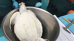 龜龜「量體重」出奇招　網笑：像火鍋　（圖／翻攝自推特）