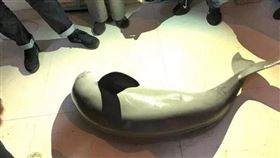 溫州,魚,微笑,江豚,海豚,放生(圖/翻攝自都市快報)