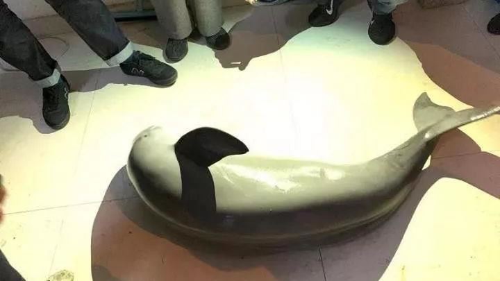 見微笑怪魚！他心疼買回家…真相驚呆