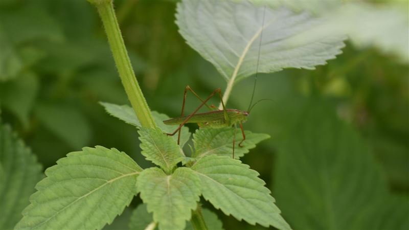 東非爆發嚴重蝗災　糧食危機惡化