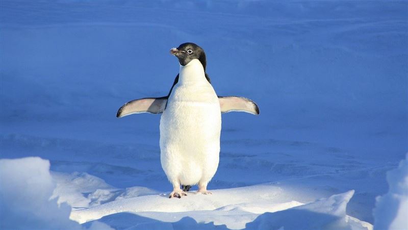 「冷到企鵝都受不了」零下16度牠雪中狂抖