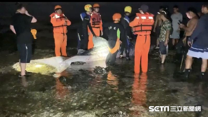 豆腐鯊擱淺綠島一度獲救　晚間傳死訊