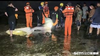 豆腐鯊擱淺綠島一度獲救　晚間傳死訊