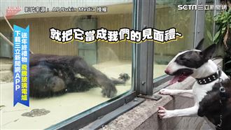 猩猩結交新朋友　下秒拿樹枝當見面禮