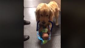  耶誕佳節將至，許多小孩都滿心期待自己的耶誕禮物，日前美國麻州富蘭克林警局（Franklin, Mass.）因為聖誕節快要來臨，幫助耶誕老人基金會徵收二手玩具，來發送給需要的人，不過近日卻發現這些徵收來的玩具常常不翼而飛，經調查後才發現竟然是警局治療犬班（Ben）搞的鬼！（圖／翻攝自 Franklin Police Department臉書）