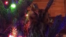 貓頭鷹,聖誕樹（圖／翻攝自Storyful Rights Management YouTube）