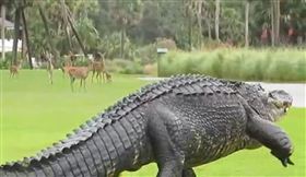 鱷魚,鹿,南加州（圖／翻攝自reddit）