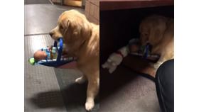 國麻薩諸塞州一處警局內部發生慈善捐贈玩具連續失竊案，發現竟然是局內的「治療犬」所為。（圖取自Franklin Police Department臉書網頁facebook.com）