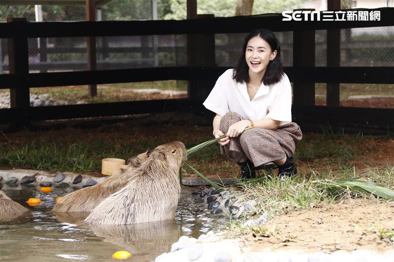 鍾瑶擔任埔心牧場「水豚君入村記者會」活動大使（圖／記者林聖凱攝影）