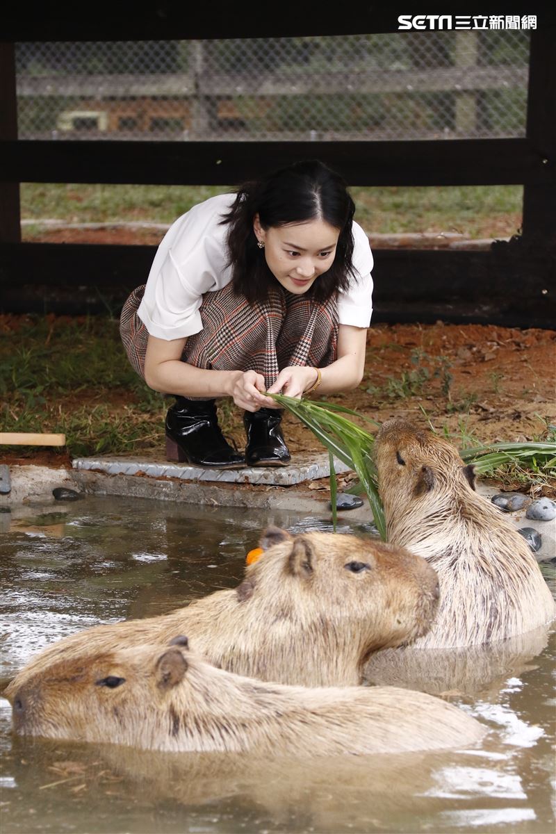 鍾瑶擔任埔心牧場「水豚君入村記者會」活動大使（圖／記者林聖凱攝影）