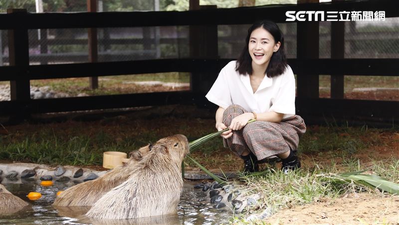 鍾瑶擔任埔心牧場「水豚君入村記者會」活動大使（圖／記者林聖凱攝影）