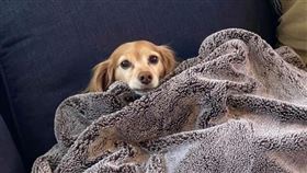 萌犬蓋毯子竟靜電炸毛　網笑：是獅子　（圖／翻攝自臉書Dogspotting Society）

https://www.facebook.com/photo.php?fbid=4644421706415&set=pcb.2925676584351204&type=3&theater&ifg=1