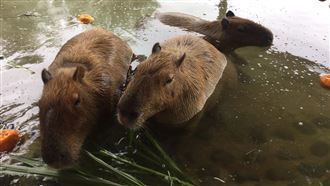 厭世臉爆紅！水豚君泡湯眼神死萌翻天