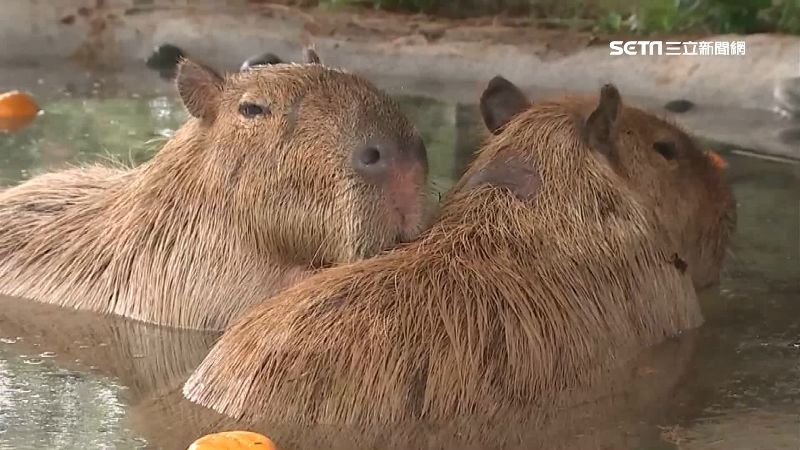 水豚君超Q報到！動物界大明星人氣夯