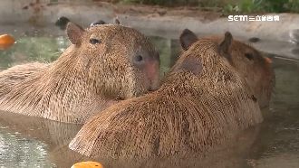 水豚君超Q報到！動物界大明星人氣夯