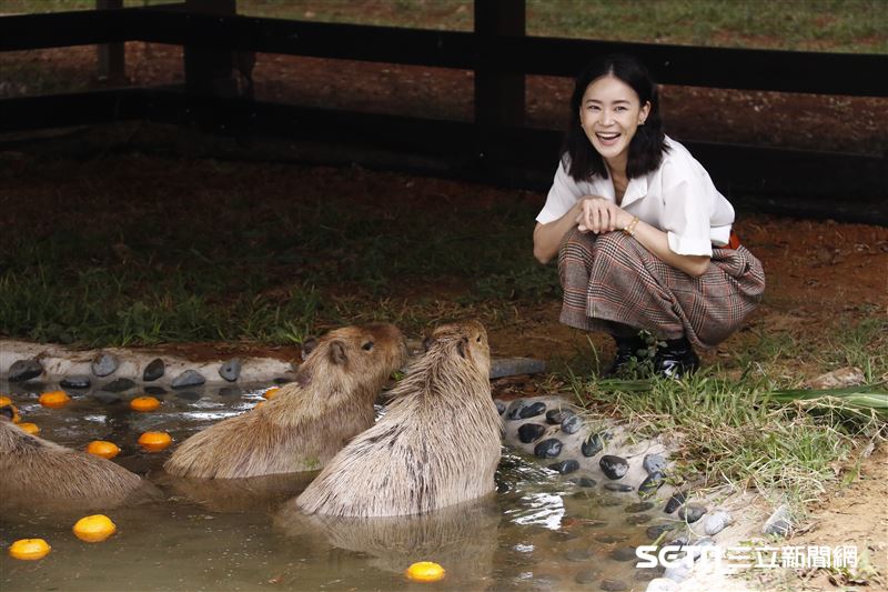 鍾瑶擔任埔心牧場「水豚君入村記者會」活動大使（圖／記者林聖凱攝影）