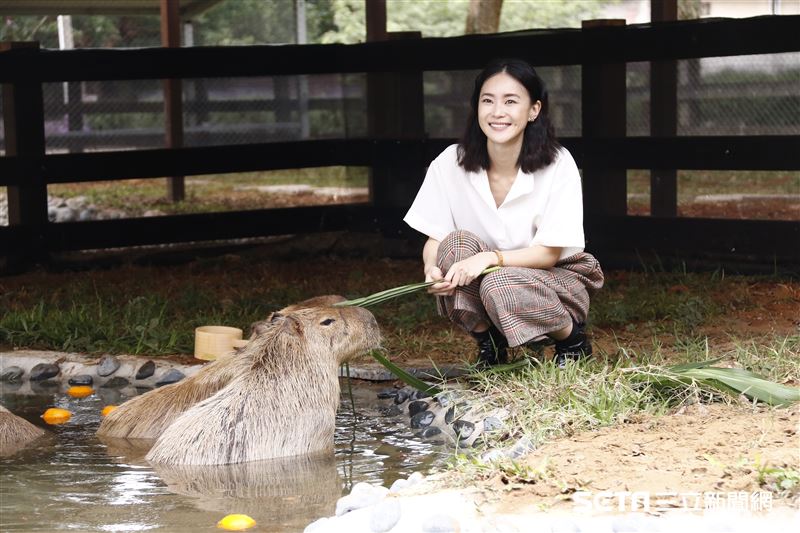 鍾瑶擔任埔心牧場「水豚君入村記者會」活動大使（圖／記者林聖凱攝影）