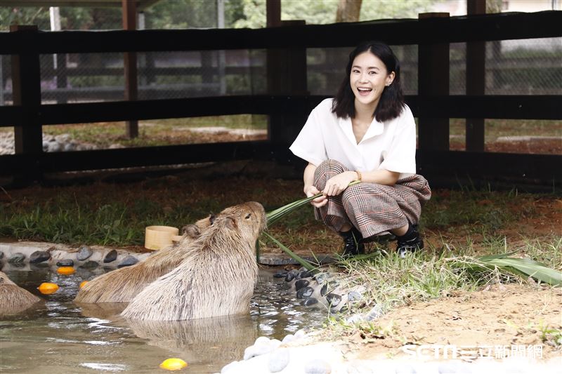 鍾瑶擔任埔心牧場「水豚君入村記者會」活動大使（圖／記者林聖凱攝影）