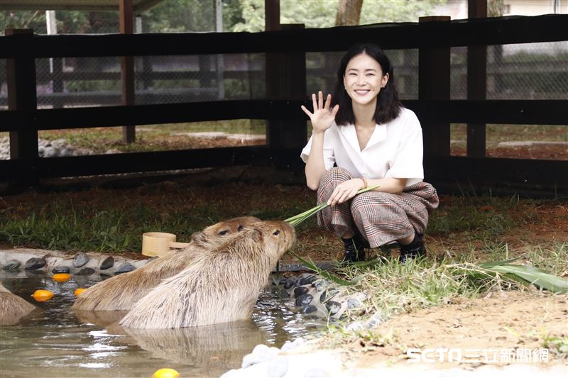 鍾瑶擔任埔心牧場「水豚君入村記者會」活動大使（圖／記者林聖凱攝影）