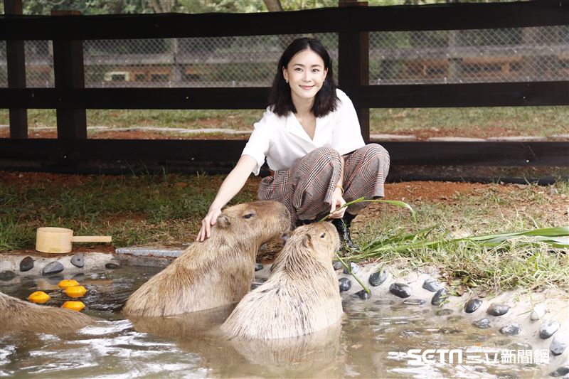 鍾瑶擔任埔心牧場「水豚君入村記者會」活動大使（圖／記者林聖凱攝影）