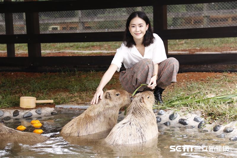 鍾瑶擔任埔心牧場「水豚君入村記者會」活動大使（圖／記者林聖凱攝影）