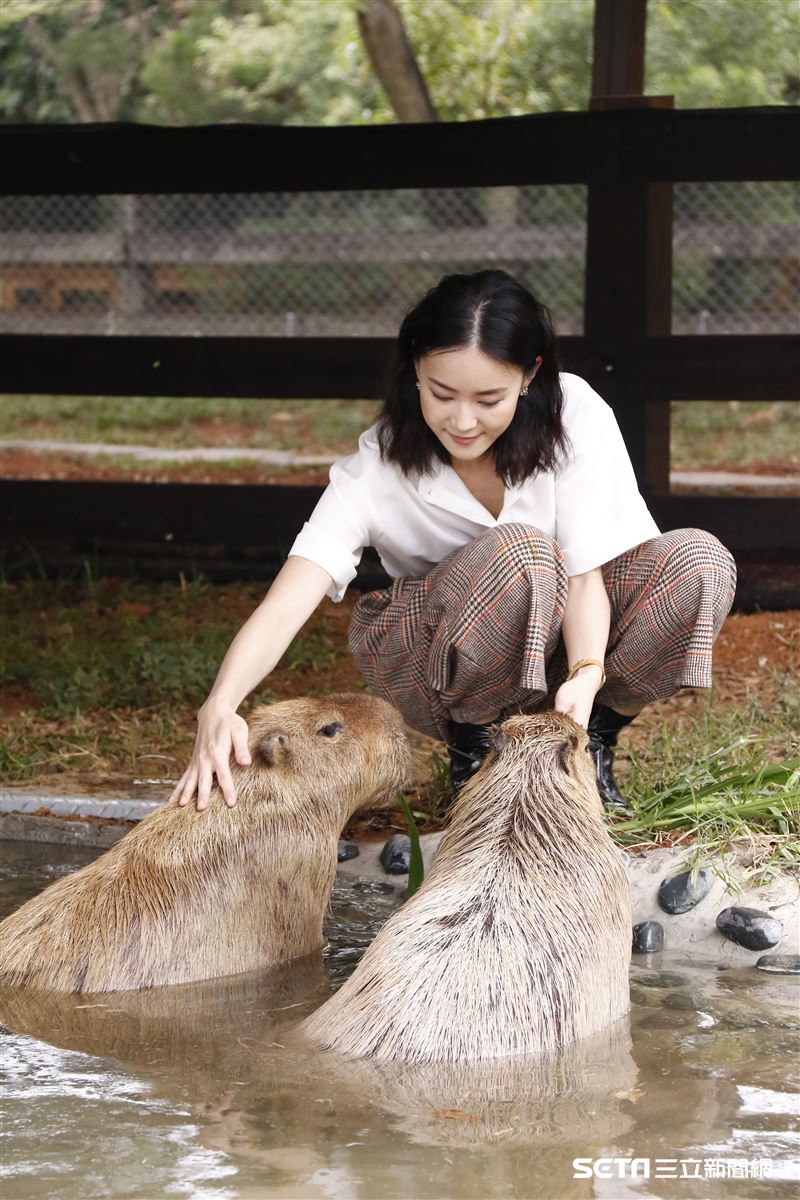 鍾瑶擔任埔心牧場「水豚君入村記者會」活動大使（圖／記者林聖凱攝影）