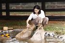 鍾瑶擔任埔心牧場「水豚君入村記者會」活動大使（圖／記者林聖凱攝影）