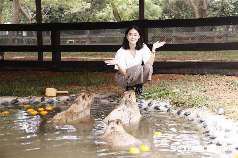 鍾瑶擔任埔心牧場「水豚君入村記者會」活動大使（圖／記者林聖凱攝影）