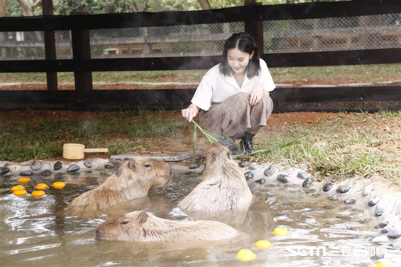 鍾瑶擔任埔心牧場「水豚君入村記者會」活動大使（圖／記者林聖凱攝影）