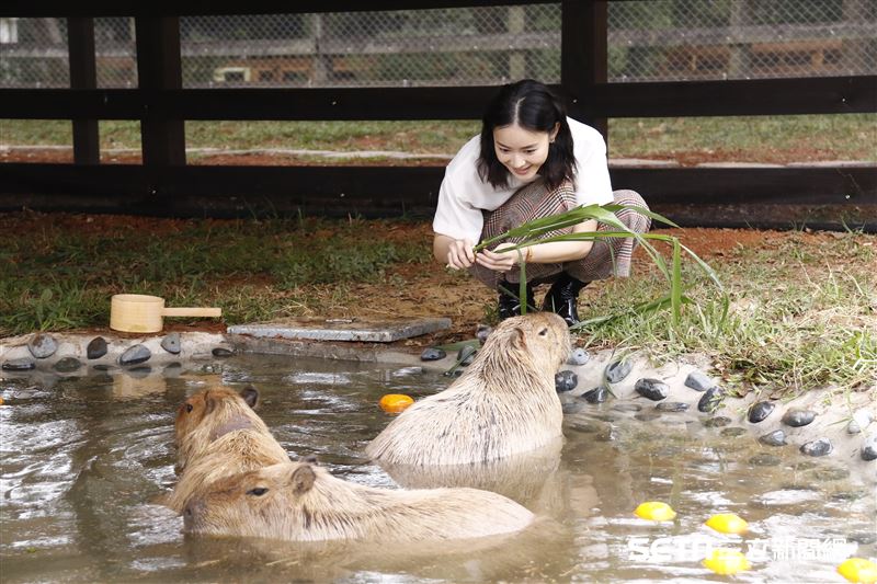 鍾瑶擔任埔心牧場「水豚君入村記者會」活動大使（圖／記者林聖凱攝影）