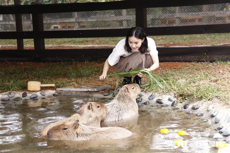鍾瑶擔任埔心牧場「水豚君入村記者會」活動大使（圖／記者林聖凱攝影）