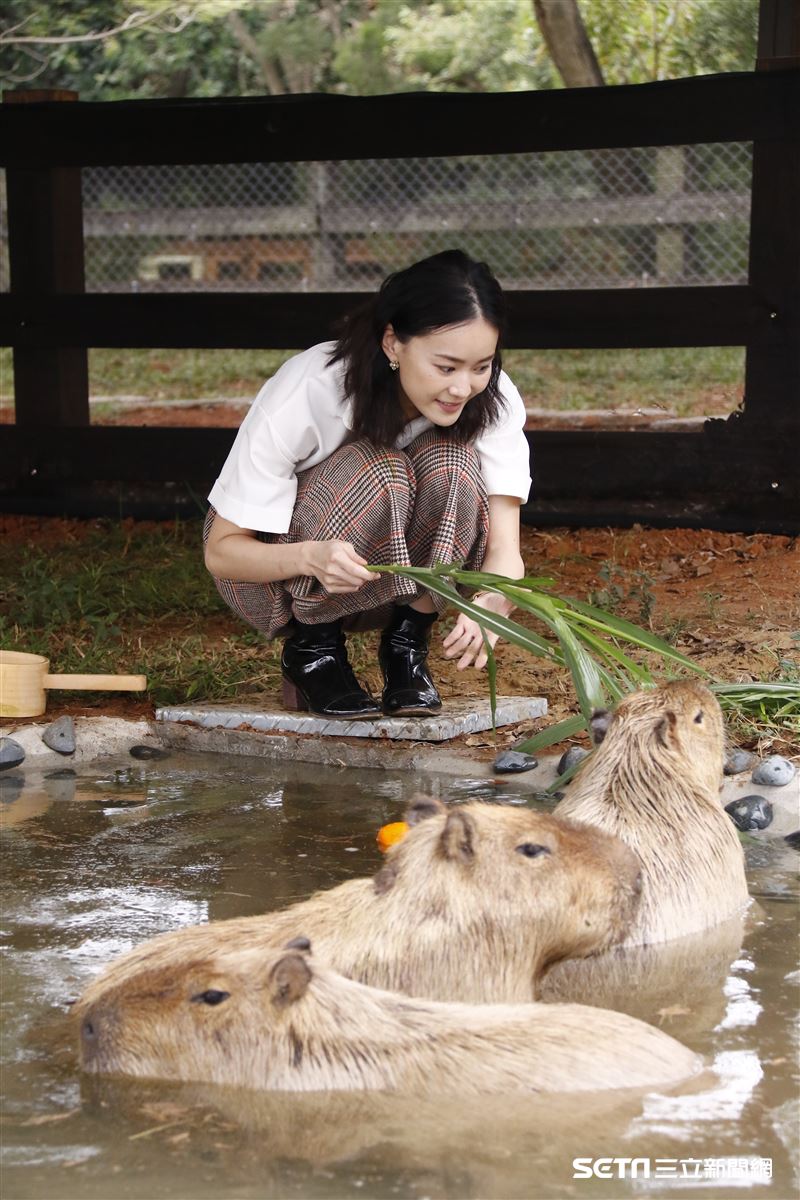 鍾瑶擔任埔心牧場「水豚君入村記者會」活動大使（圖／記者林聖凱攝影）