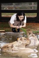 鍾瑶擔任埔心牧場「水豚君入村記者會」活動大使（圖／記者林聖凱攝影）
